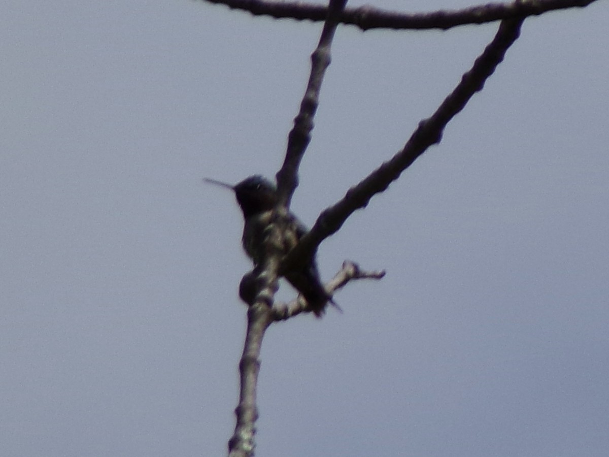 Ruby-throated Hummingbird - ML619823488