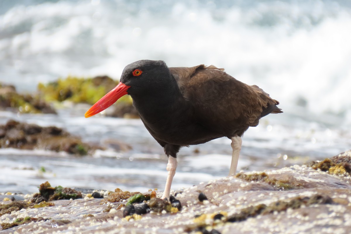 Blackish Oystercatcher - ML619823496