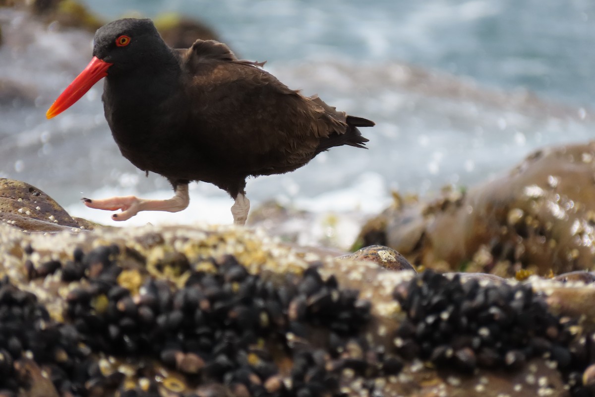 Blackish Oystercatcher - ML619823497