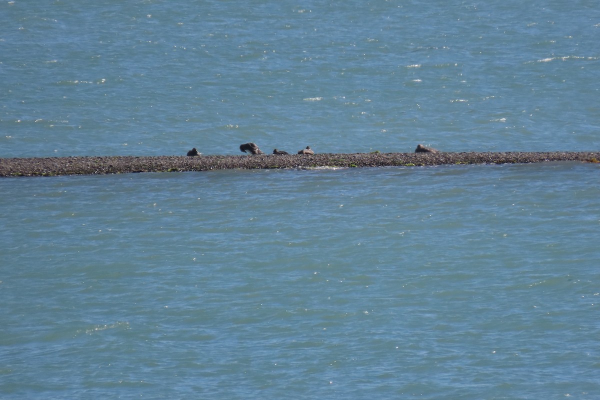 Blackish Oystercatcher - ML619823499