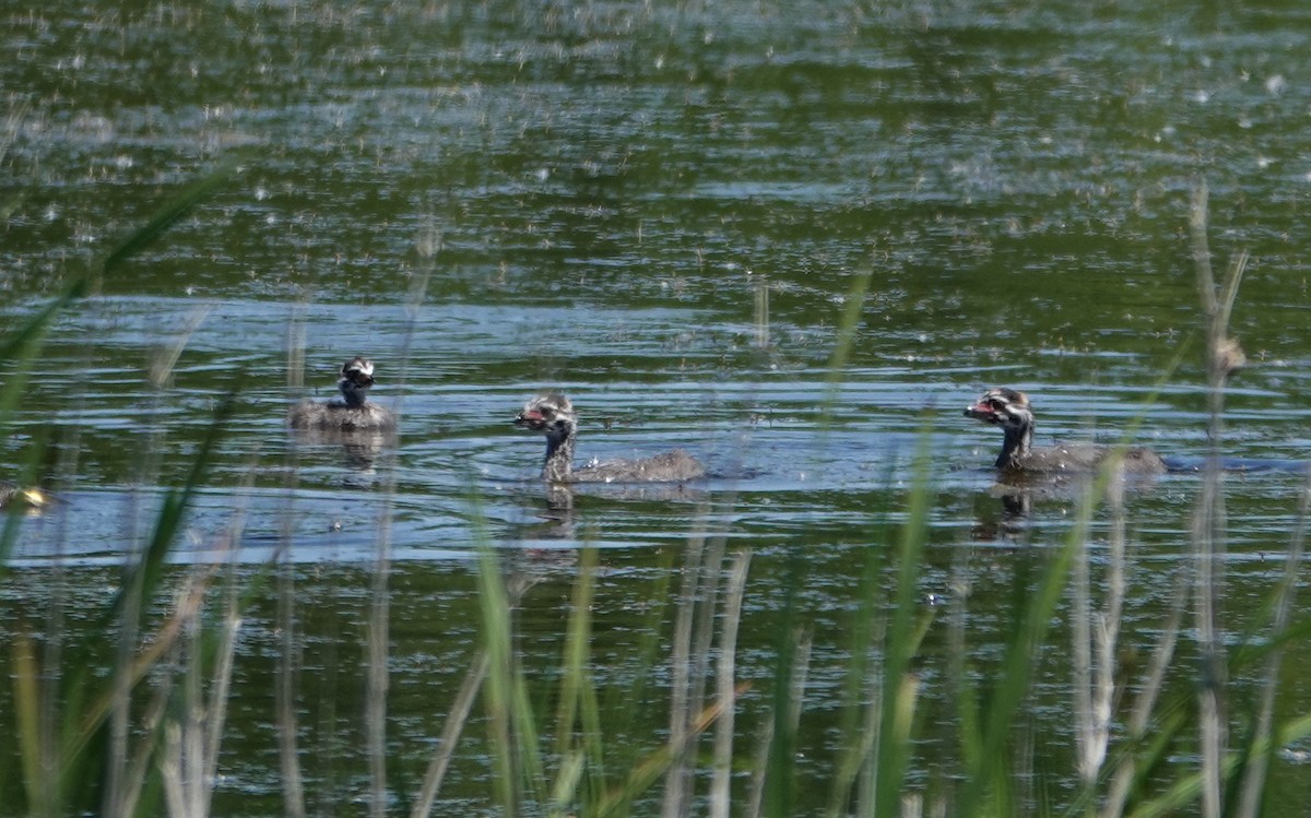 Pied-billed Grebe - ML619823508