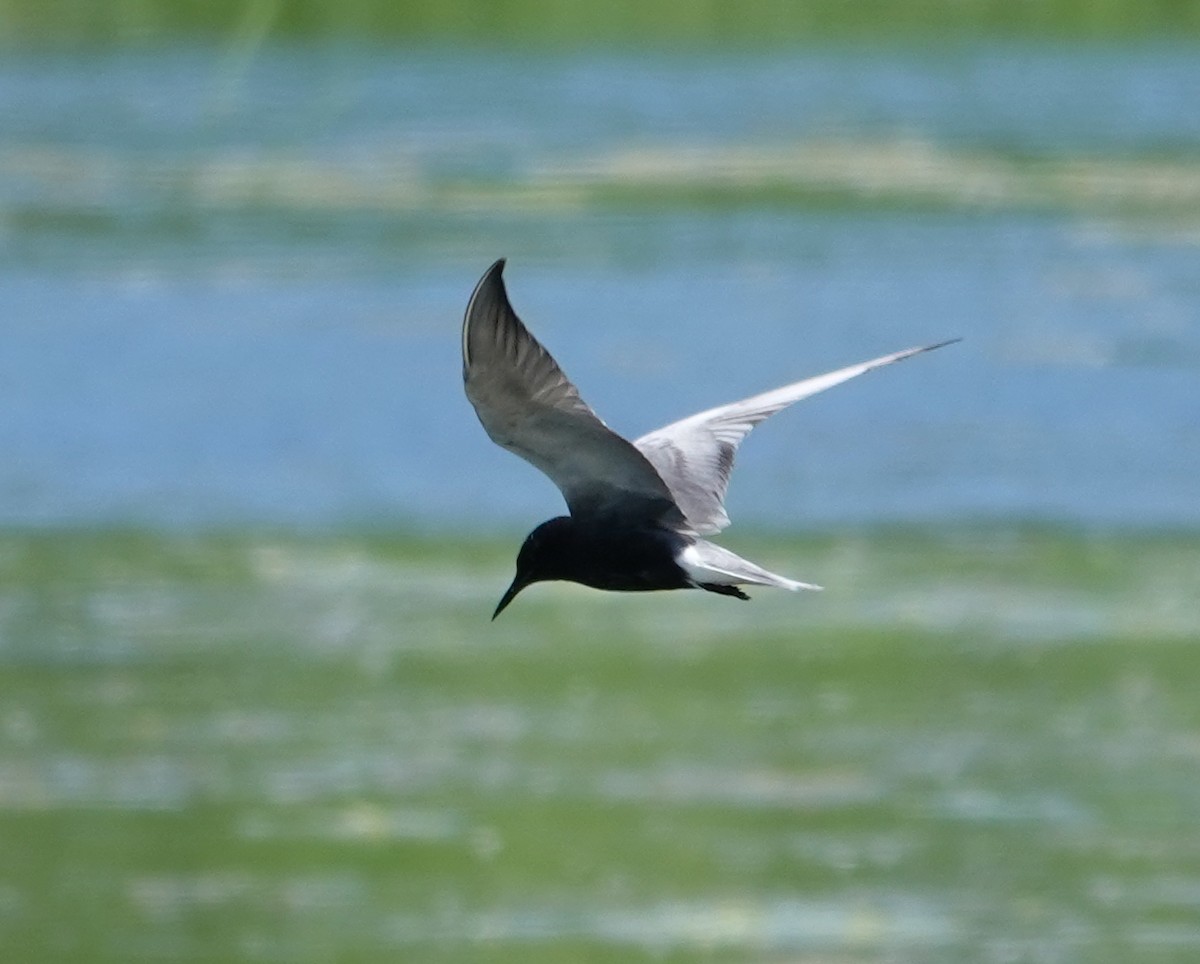 Black Tern - ML619823519