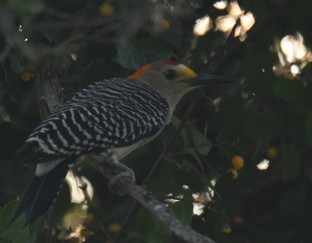 Golden-fronted Woodpecker - ML619823525