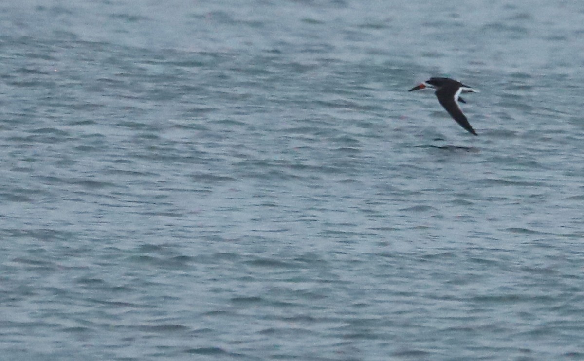 Black Skimmer - ML619823538