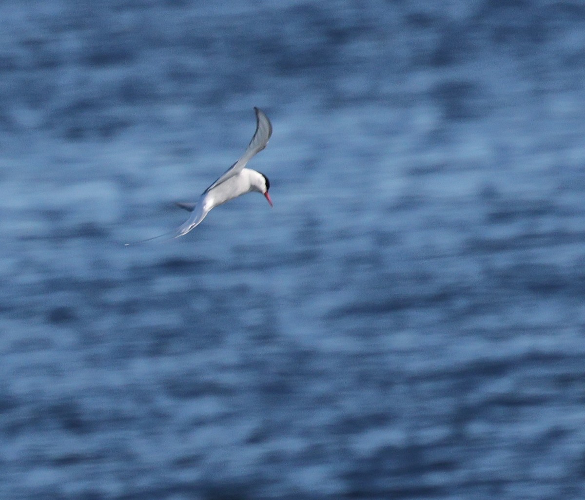 Arctic Tern - ML619823546
