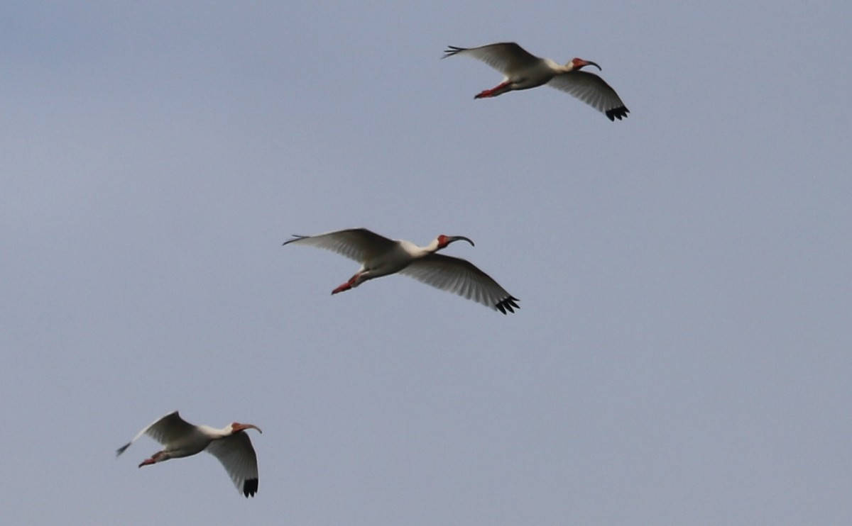 ibis bílý - ML619823583