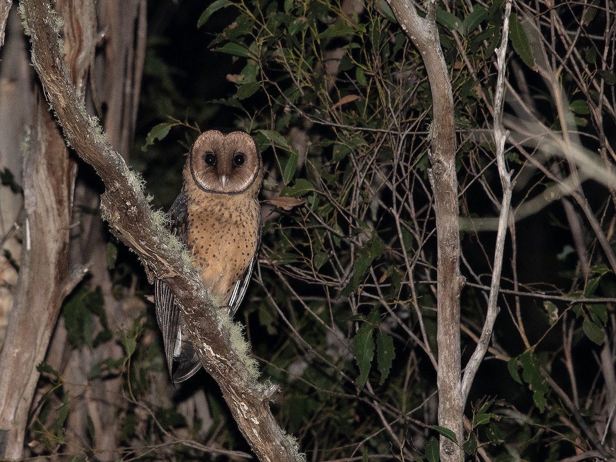 Australian Masked-Owl - ML619823591