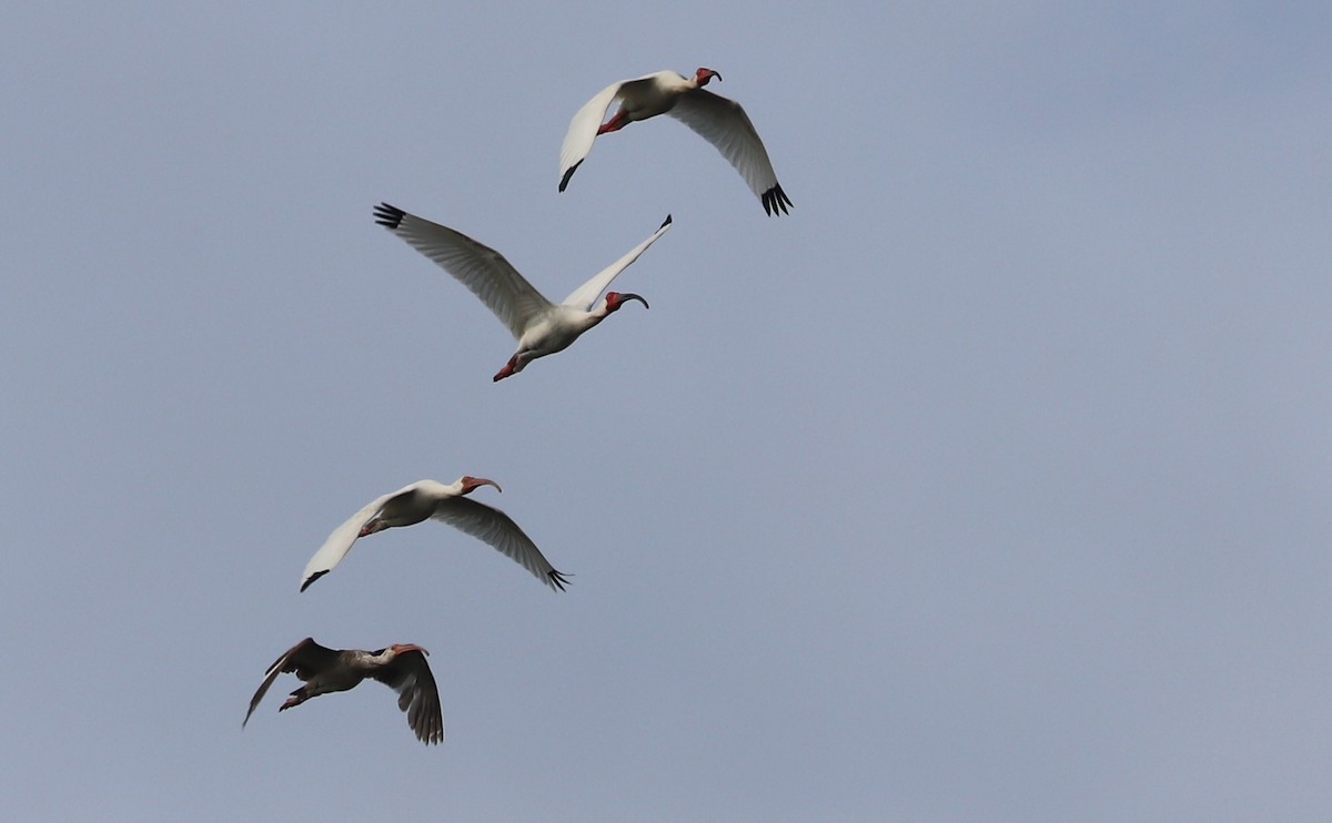 ibis bílý - ML619823594