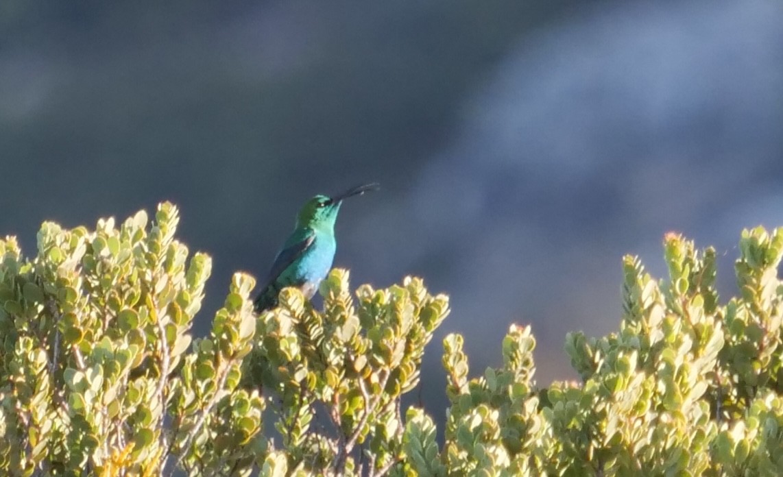 Malachite Sunbird - ML619823609