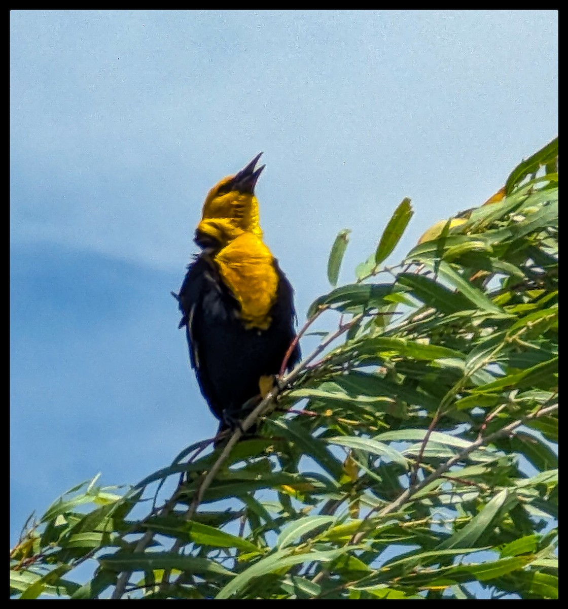 Yellow-headed Blackbird - ML619823617