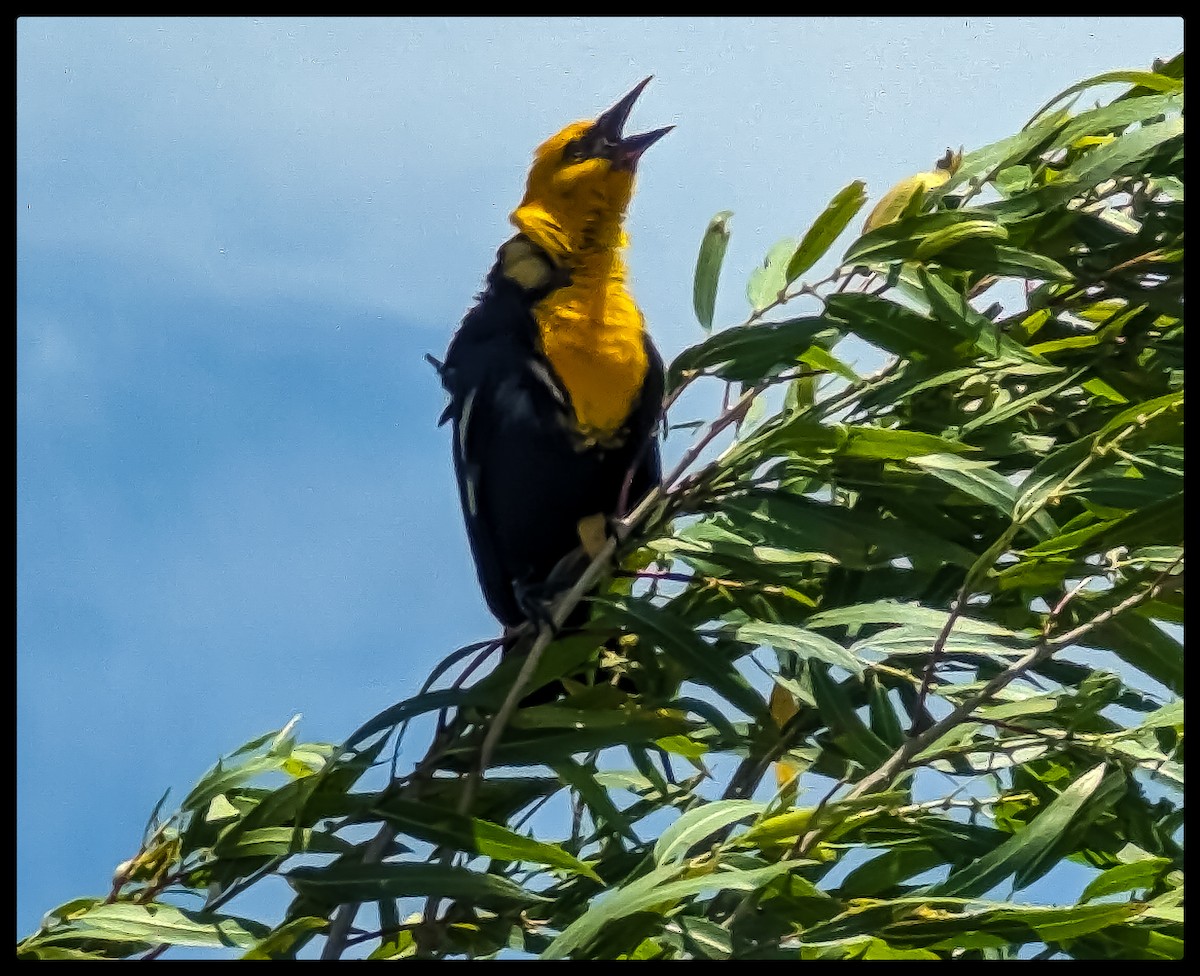 Yellow-headed Blackbird - ML619823623