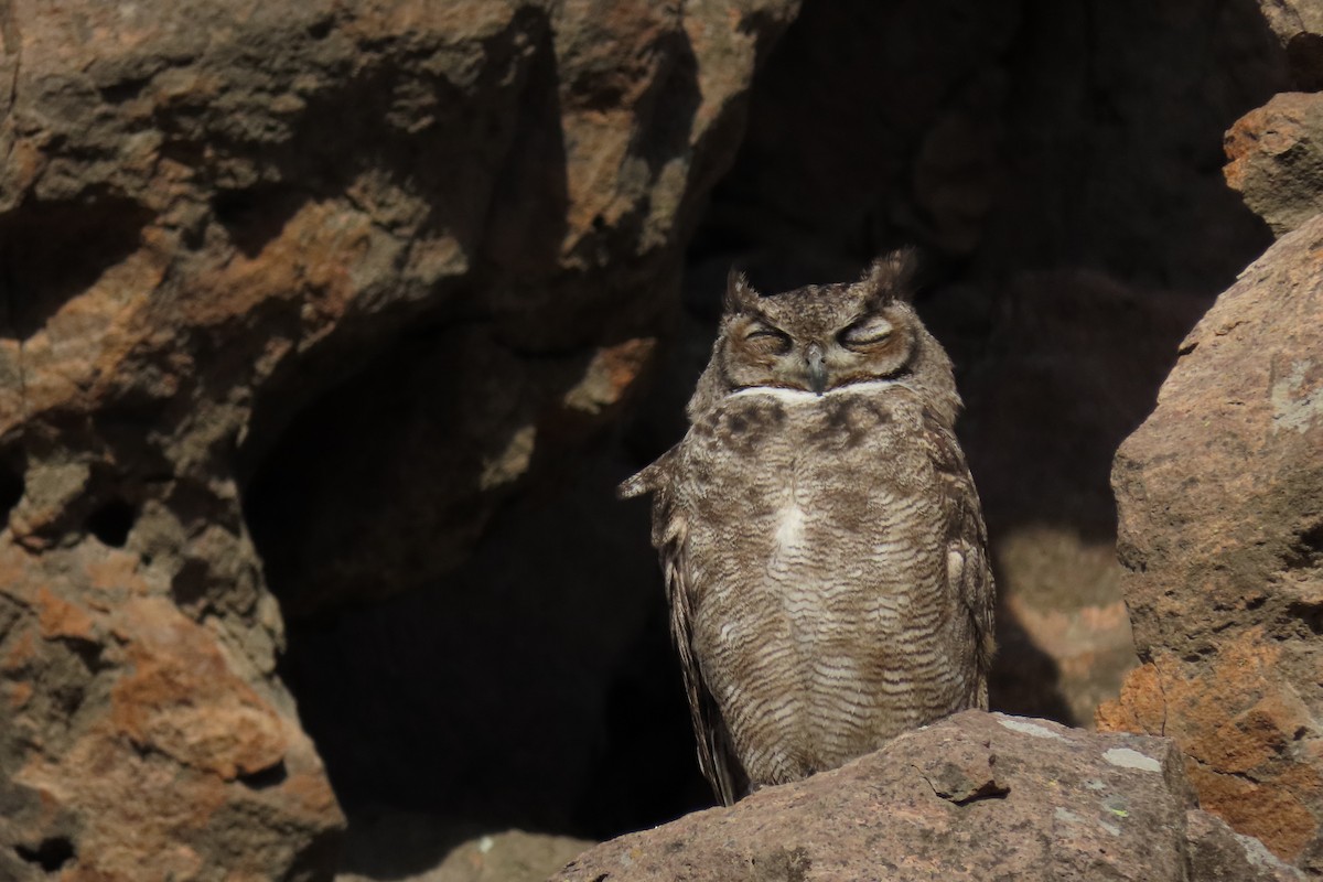 Lesser Horned Owl - ML619823626