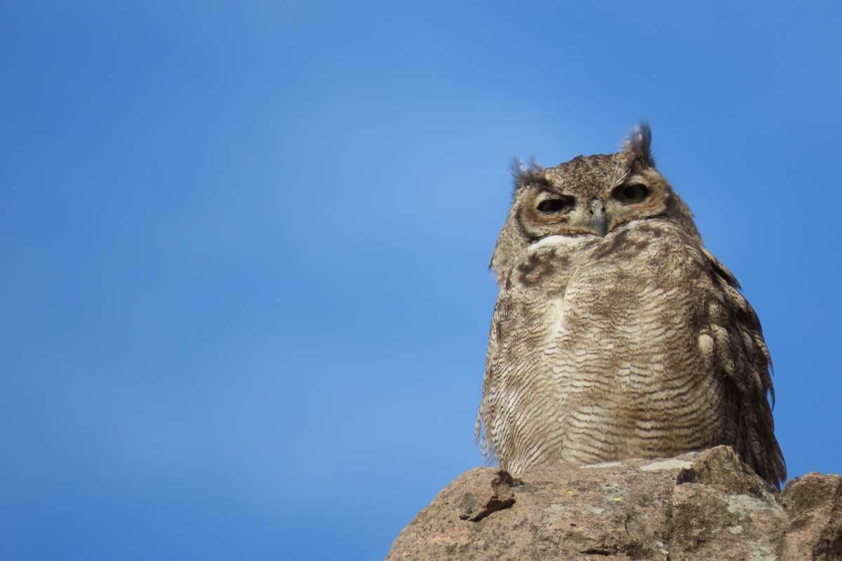 Lesser Horned Owl - ML619823627