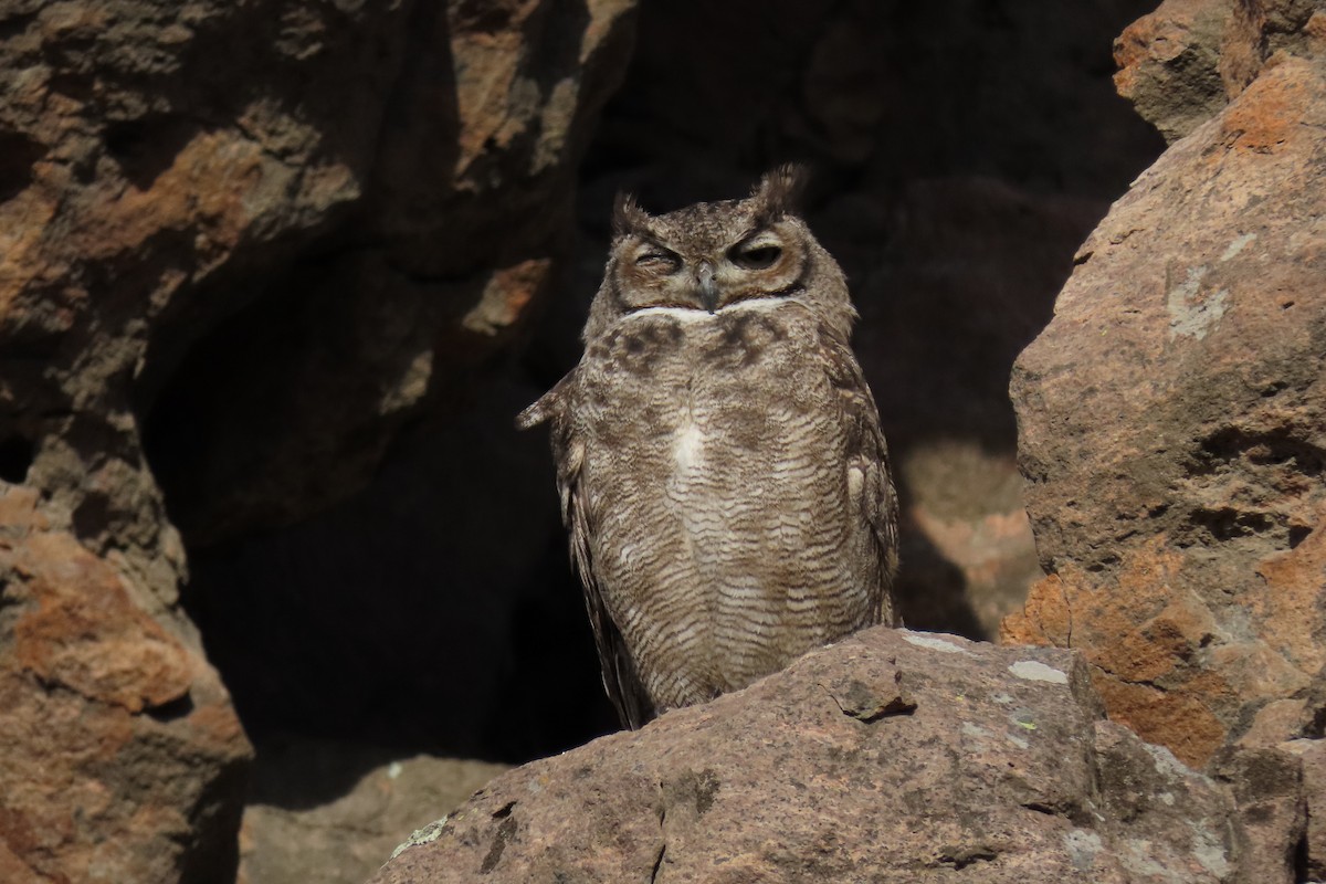 Lesser Horned Owl - ML619823628