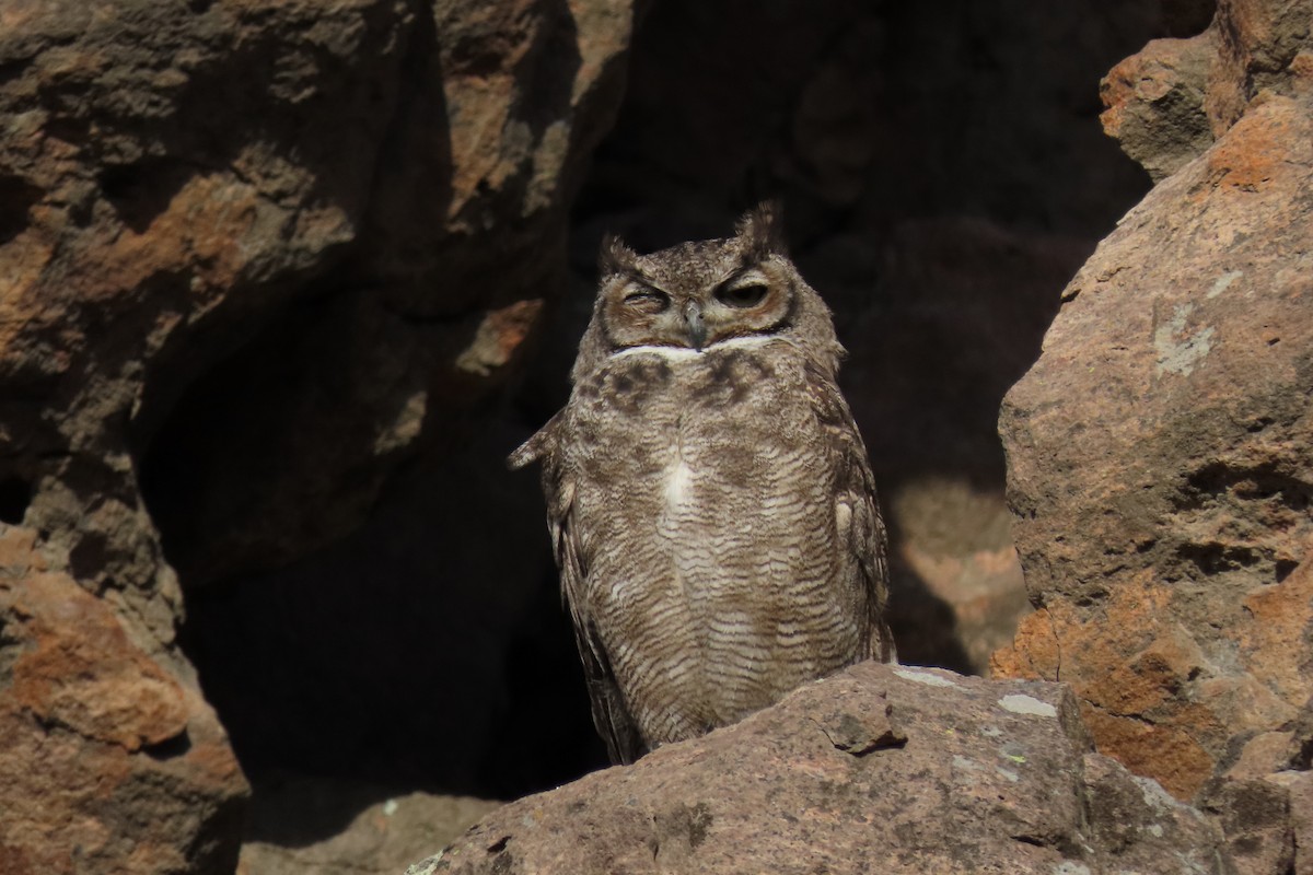 Lesser Horned Owl - ML619823629