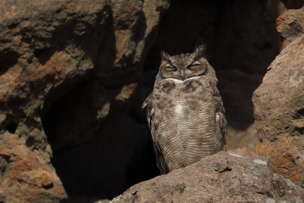 Lesser Horned Owl - ML619823630