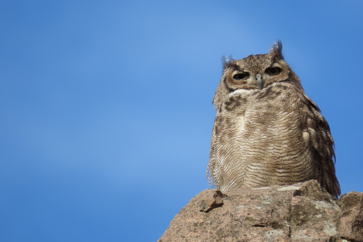 Lesser Horned Owl - ML619823631