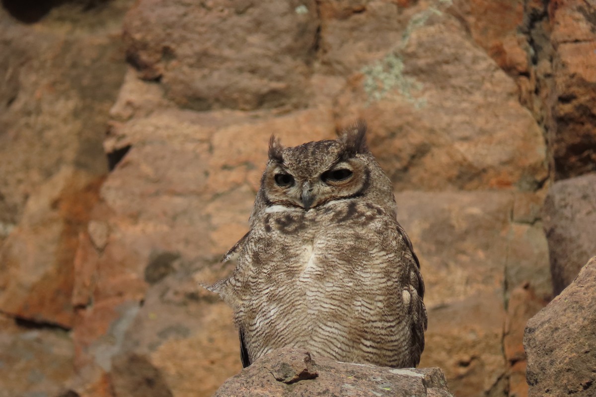 Lesser Horned Owl - ML619823632