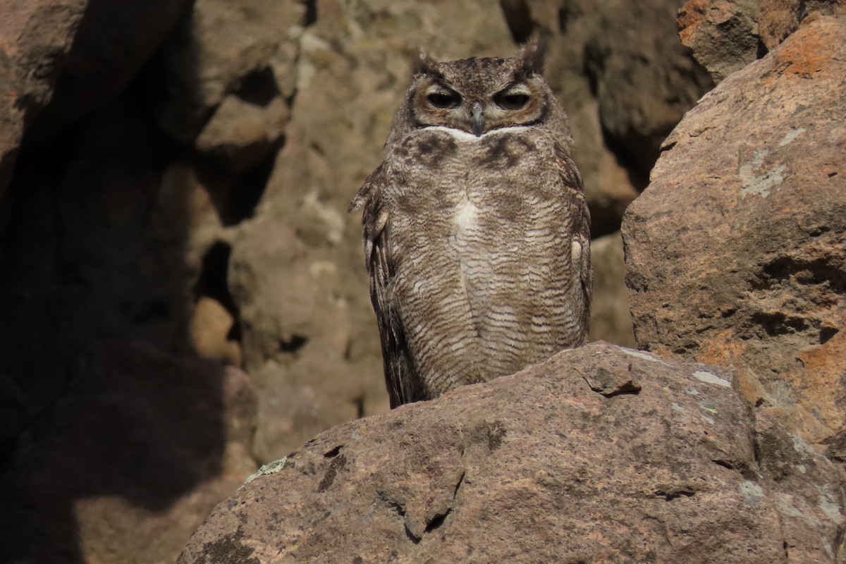 Lesser Horned Owl - ML619823633