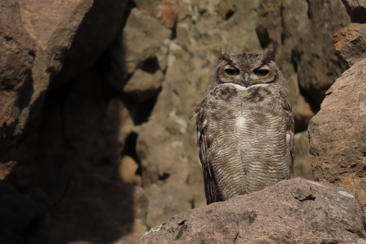 Lesser Horned Owl - ML619823634