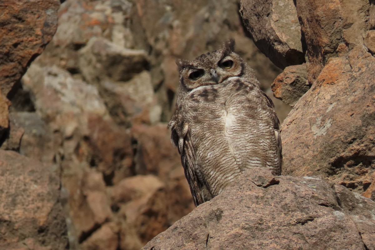 Lesser Horned Owl - ML619823637