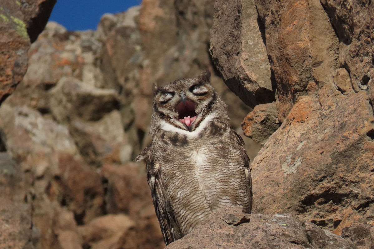 Lesser Horned Owl - ML619823638
