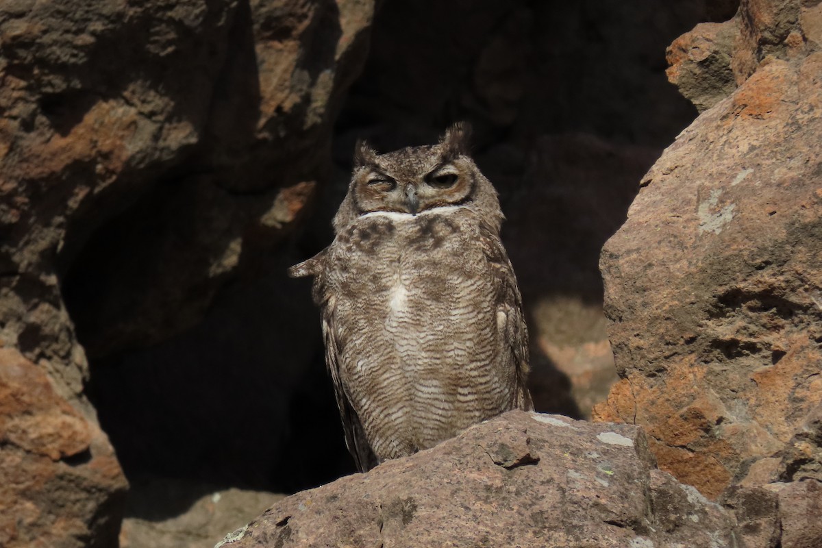 Lesser Horned Owl - ML619823639