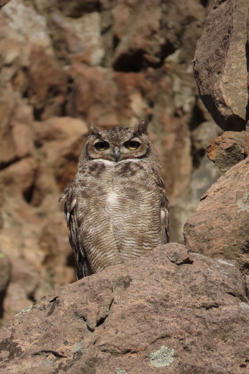 Lesser Horned Owl - ML619823640