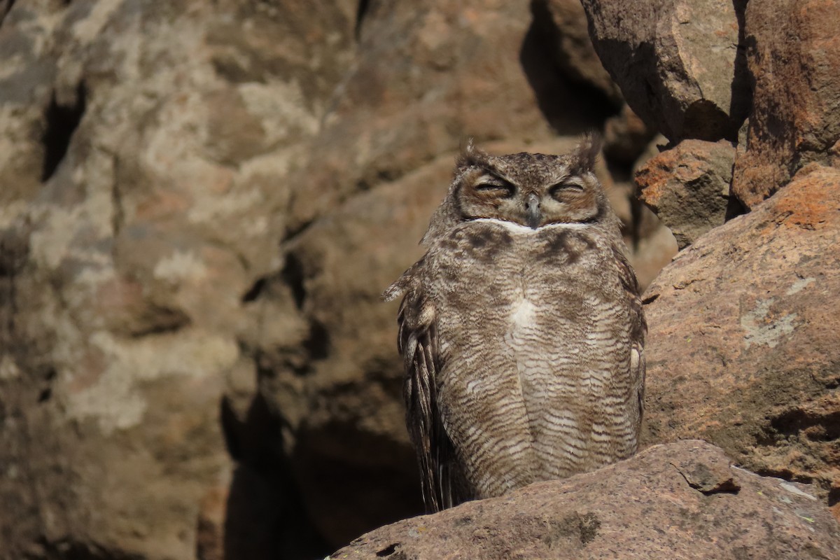 Lesser Horned Owl - ML619823642