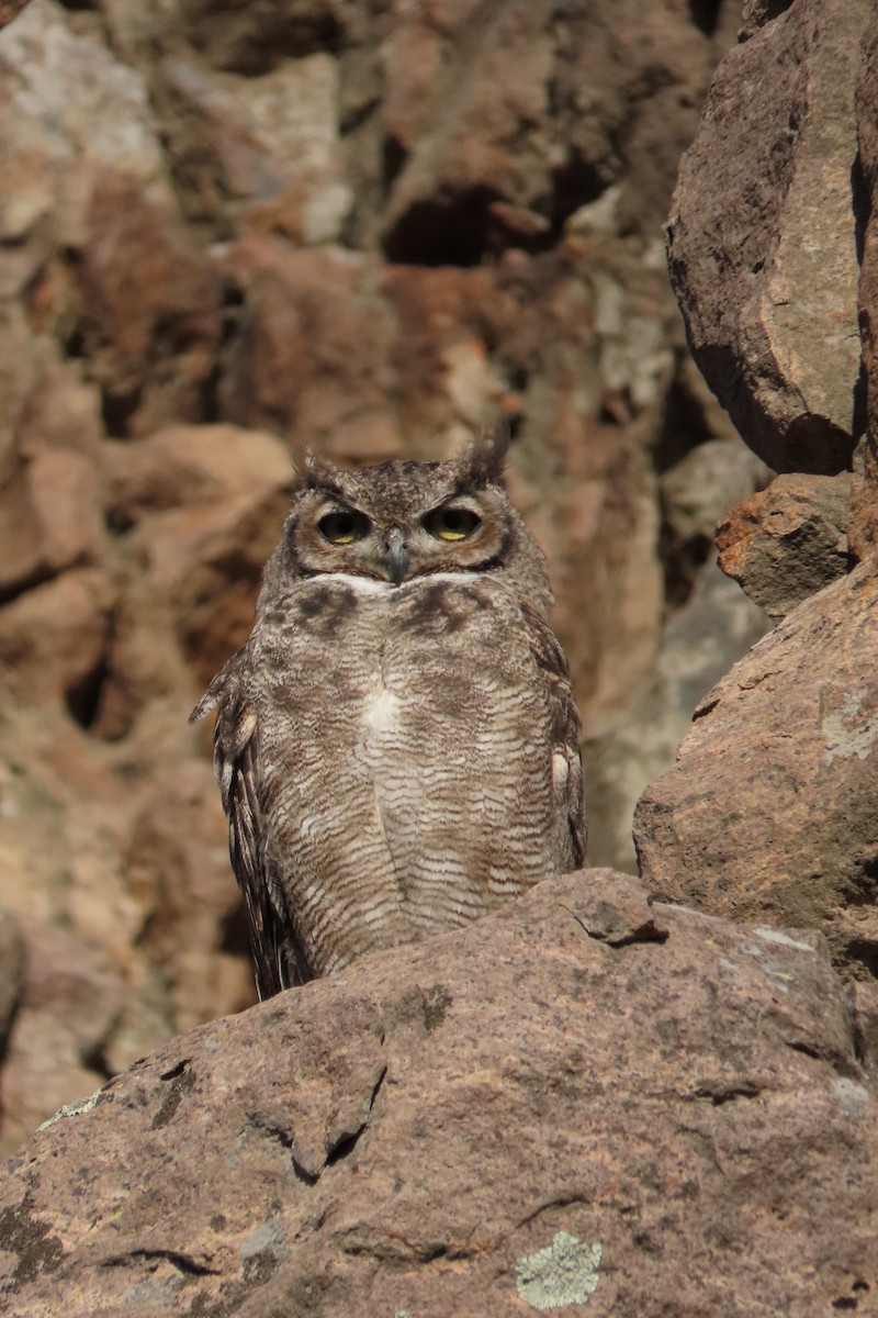 Lesser Horned Owl - ML619823643
