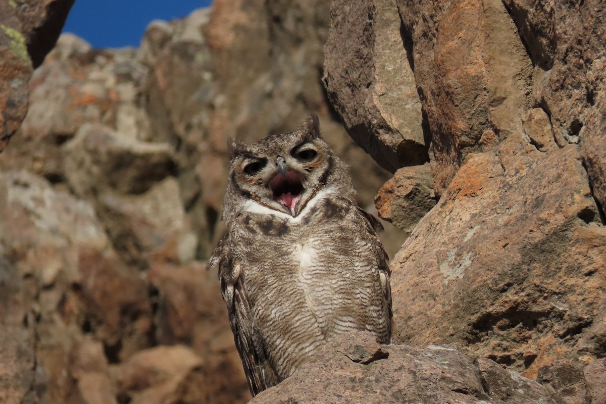 Lesser Horned Owl - ML619823644