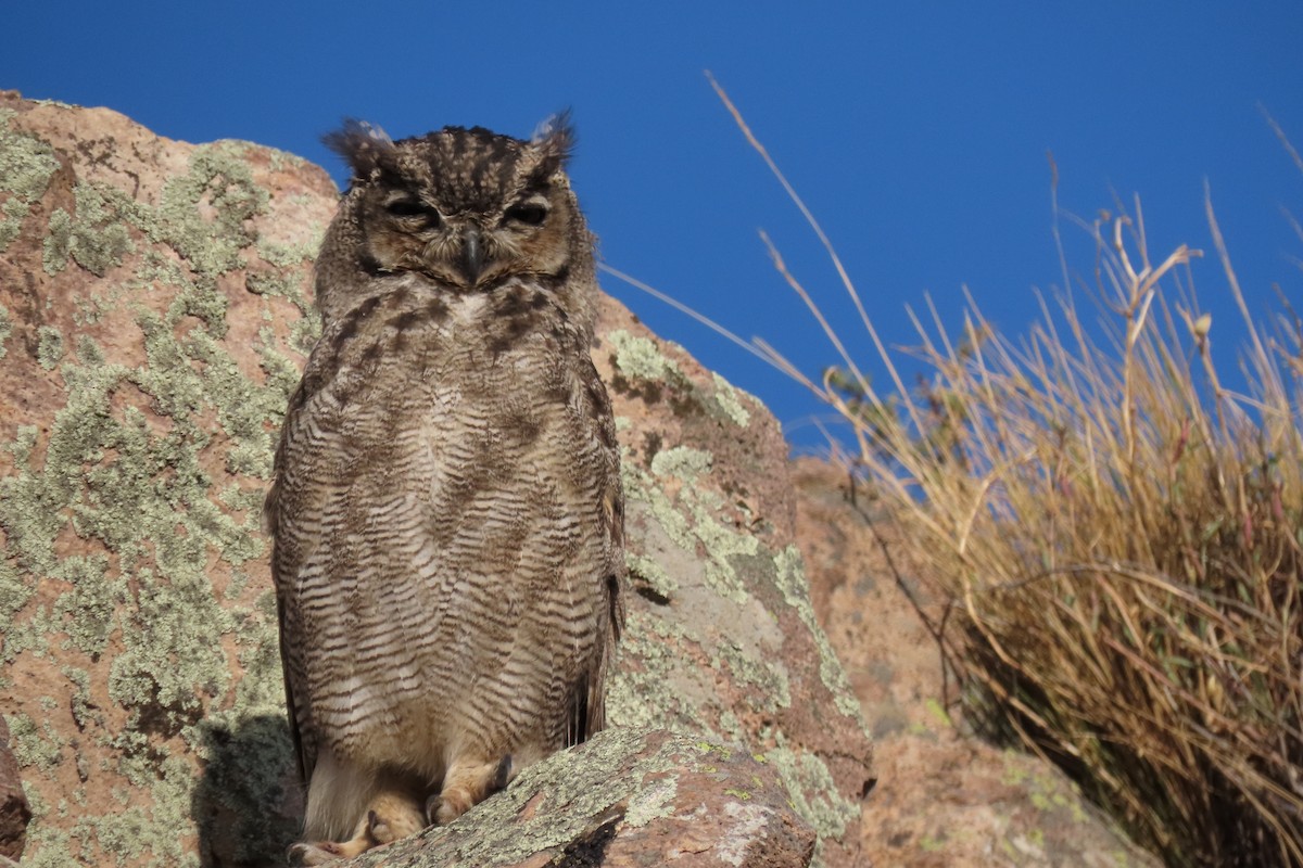 Lesser Horned Owl - ML619823645