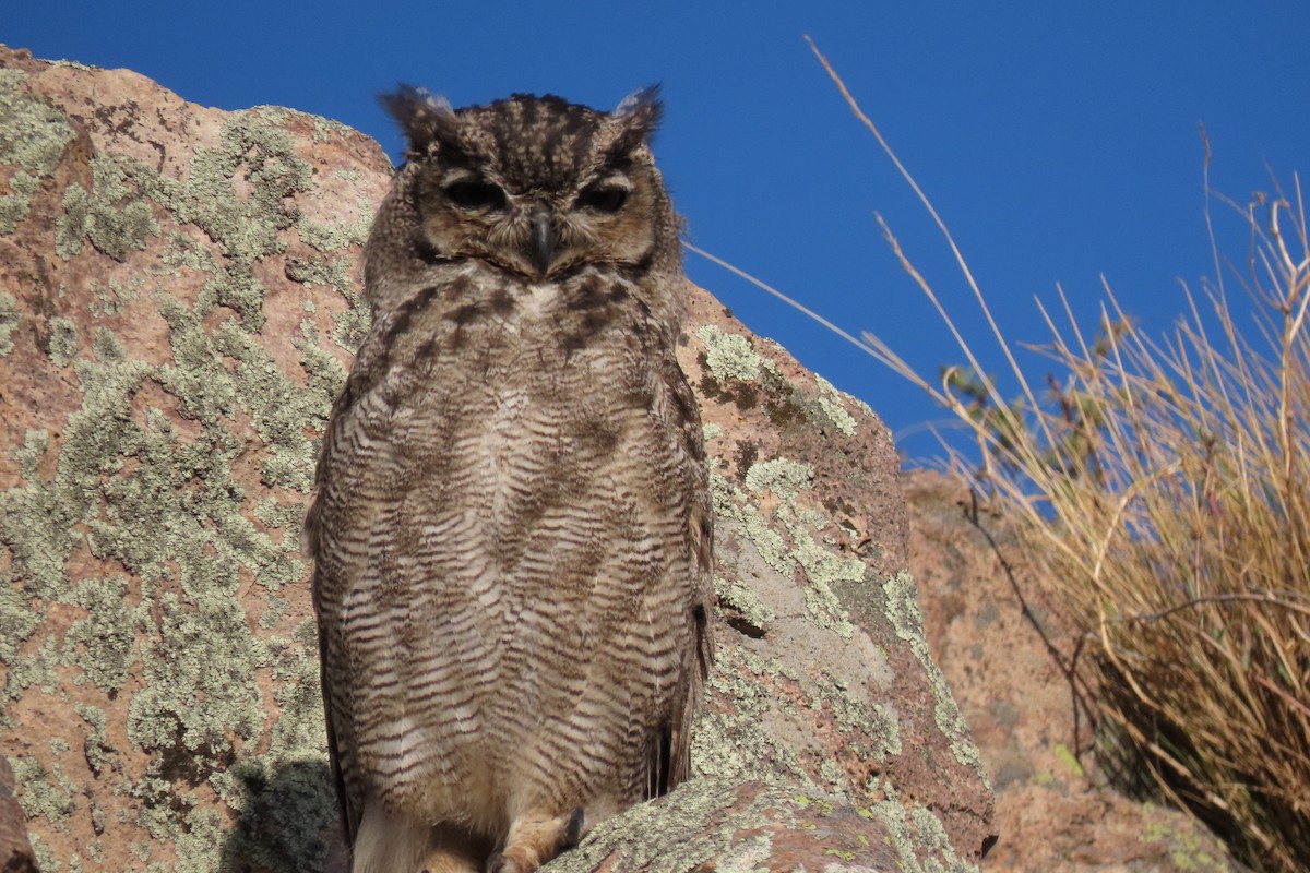 Lesser Horned Owl - ML619823646