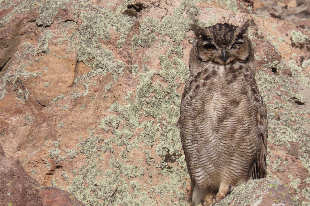 Lesser Horned Owl - ML619823647