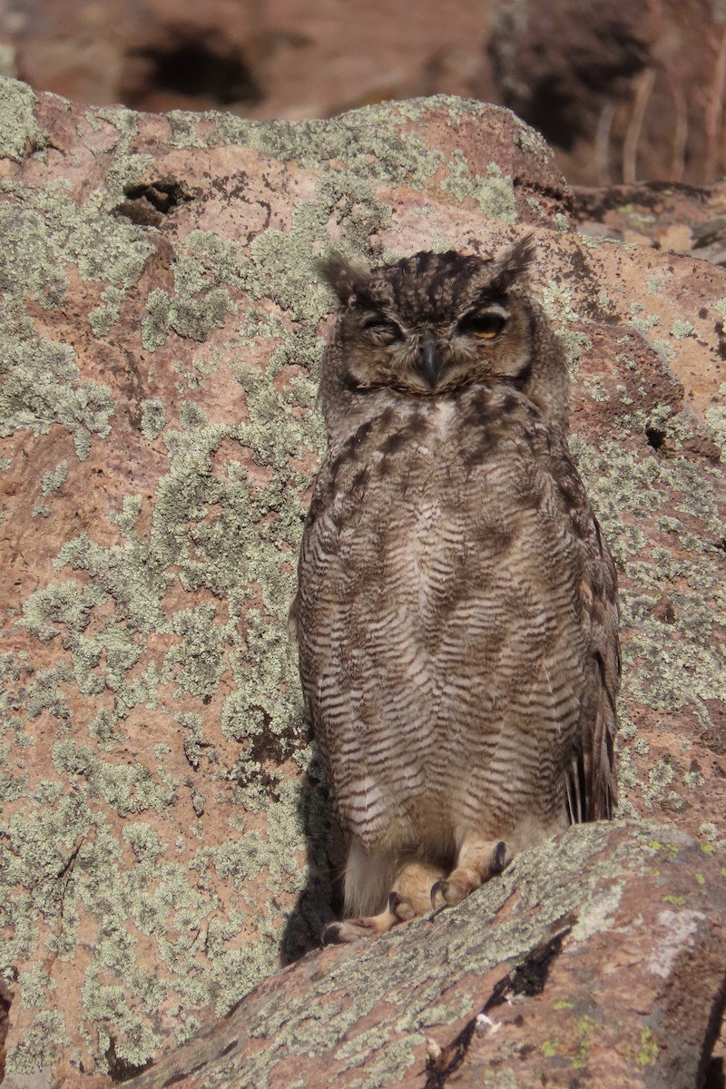 Lesser Horned Owl - ML619823649