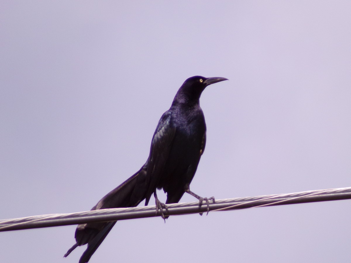 Great-tailed Grackle - ML619823656
