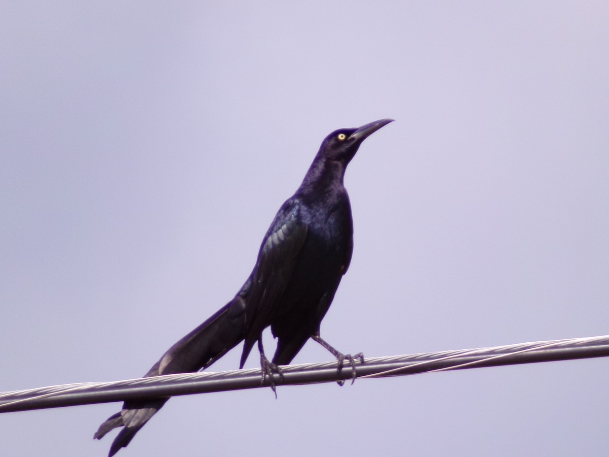 Great-tailed Grackle - ML619823657