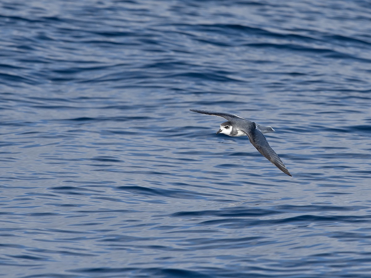 Blue Petrel - ML619823658