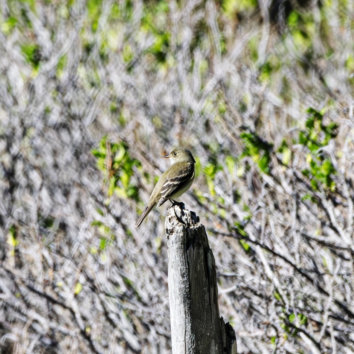 Alder Flycatcher - ML619823678