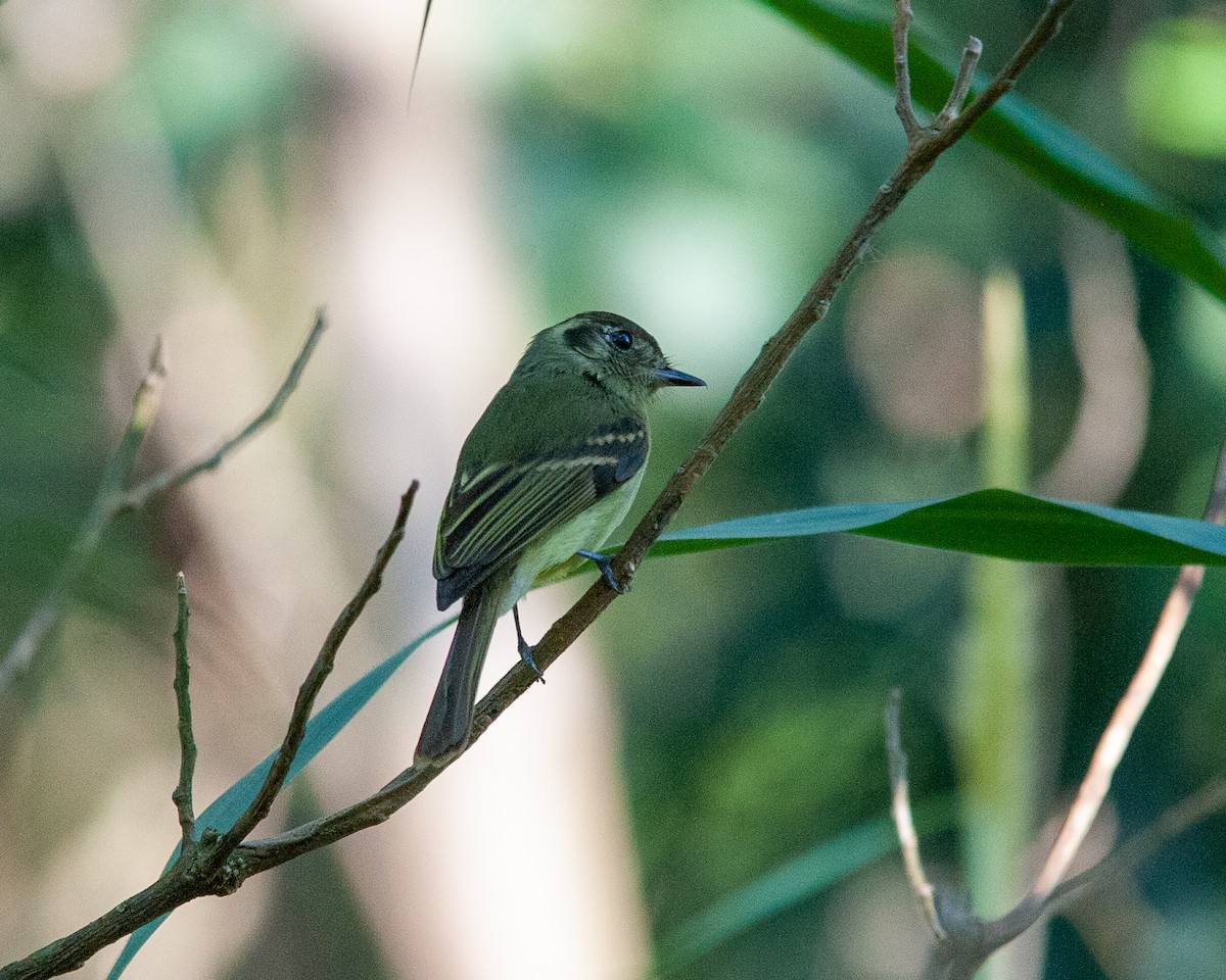 Sepia-capped Flycatcher - ML619823697