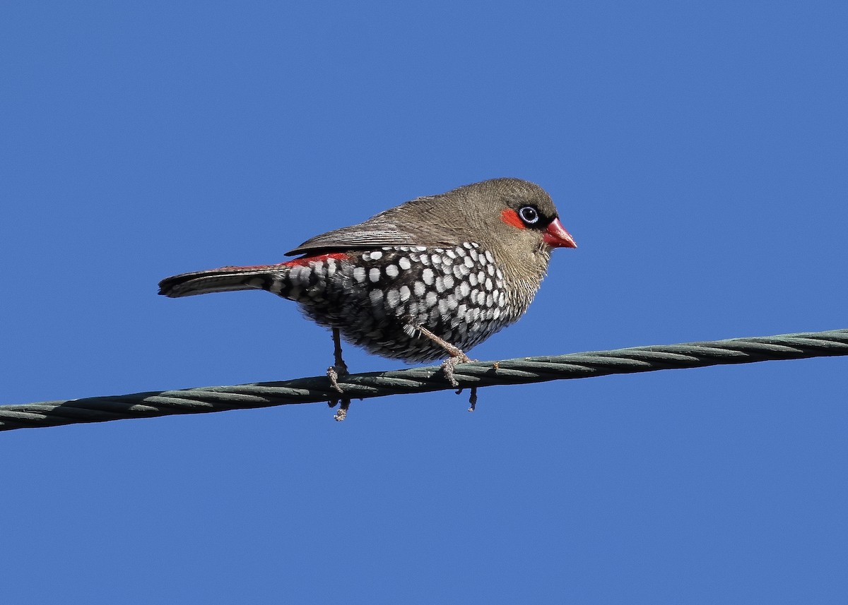 Red-eared Firetail - ML619823701