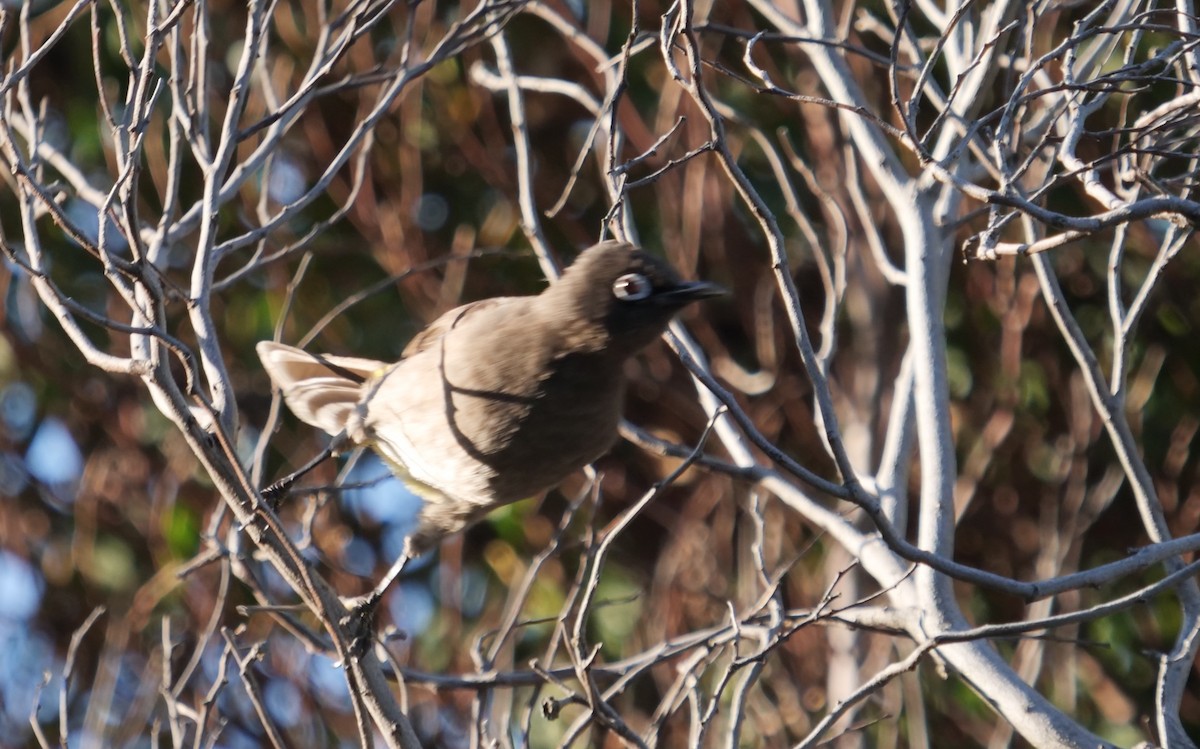 Bulbul du Cap - ML619823707