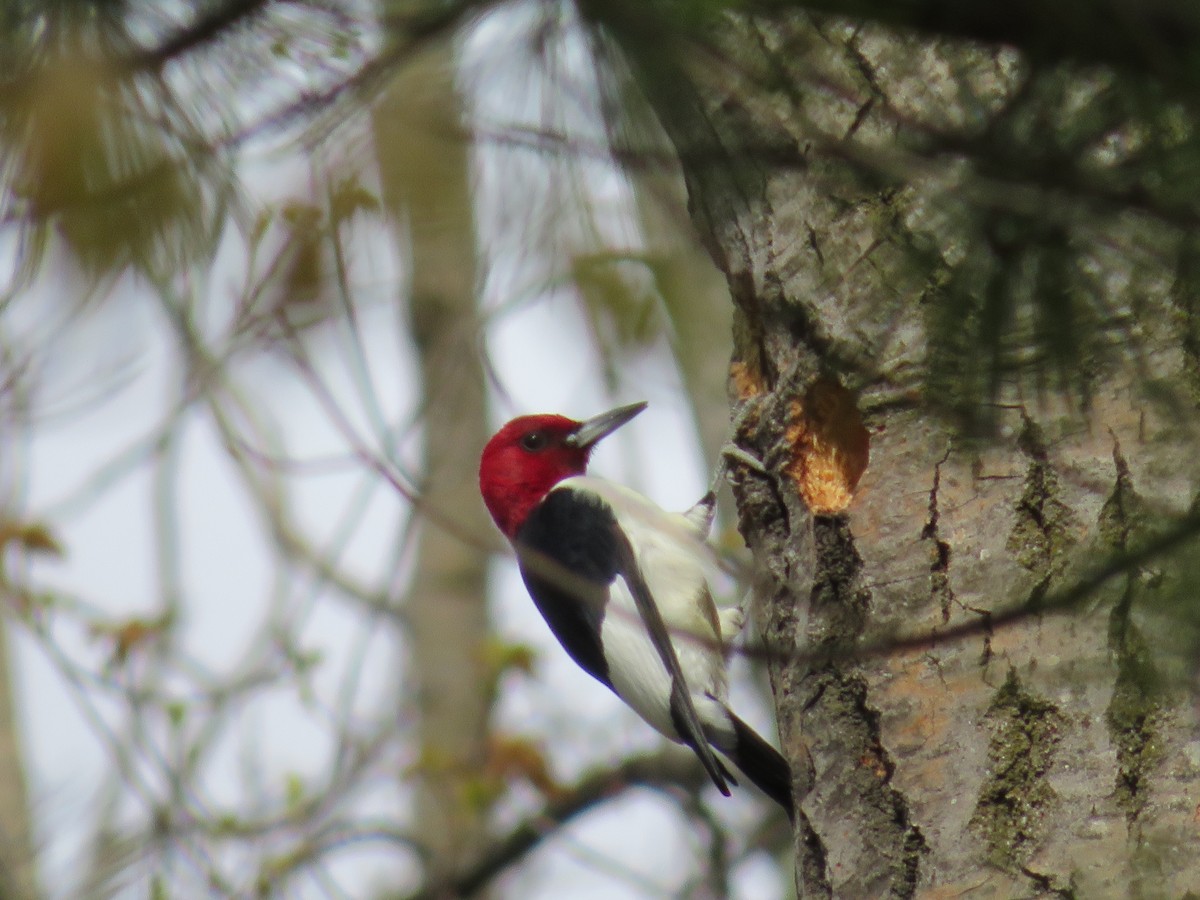 Red-headed Woodpecker - ML619823711