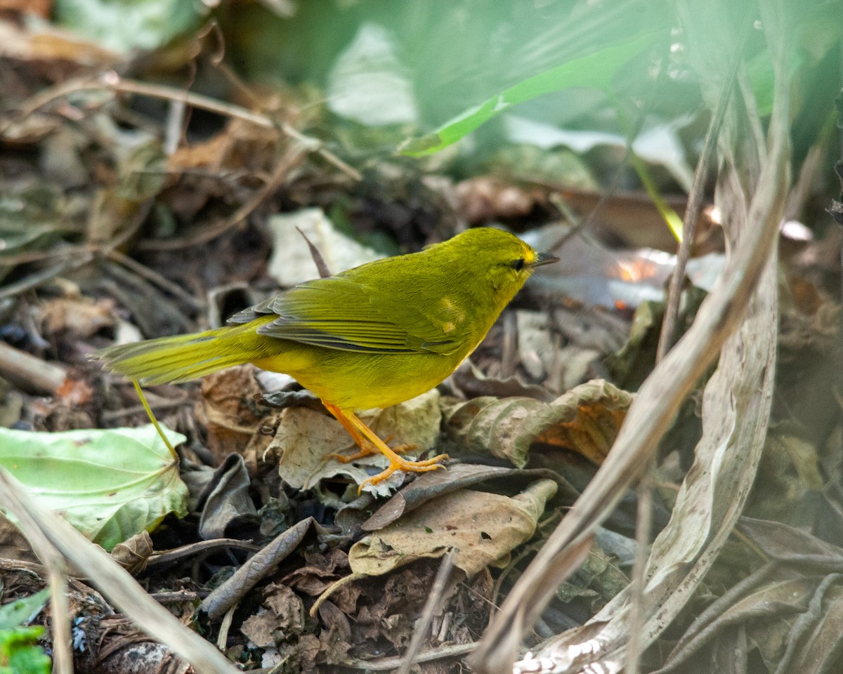 Flavescent Warbler - ML619823715