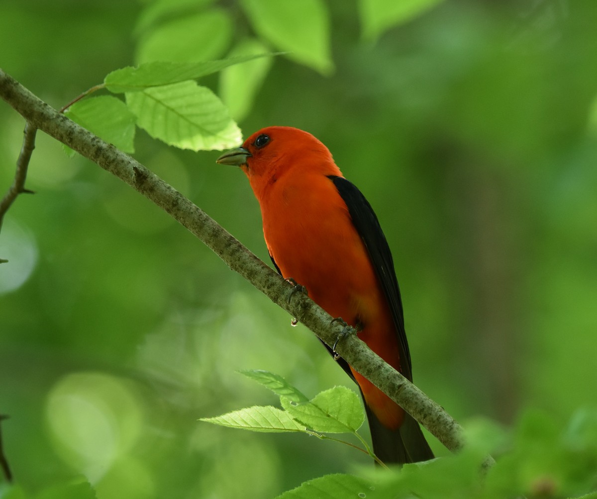 Scarlet Tanager - ML619823727
