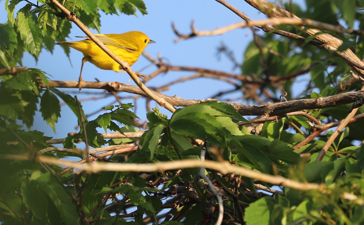 Yellow Warbler (Northern) - ML619823743