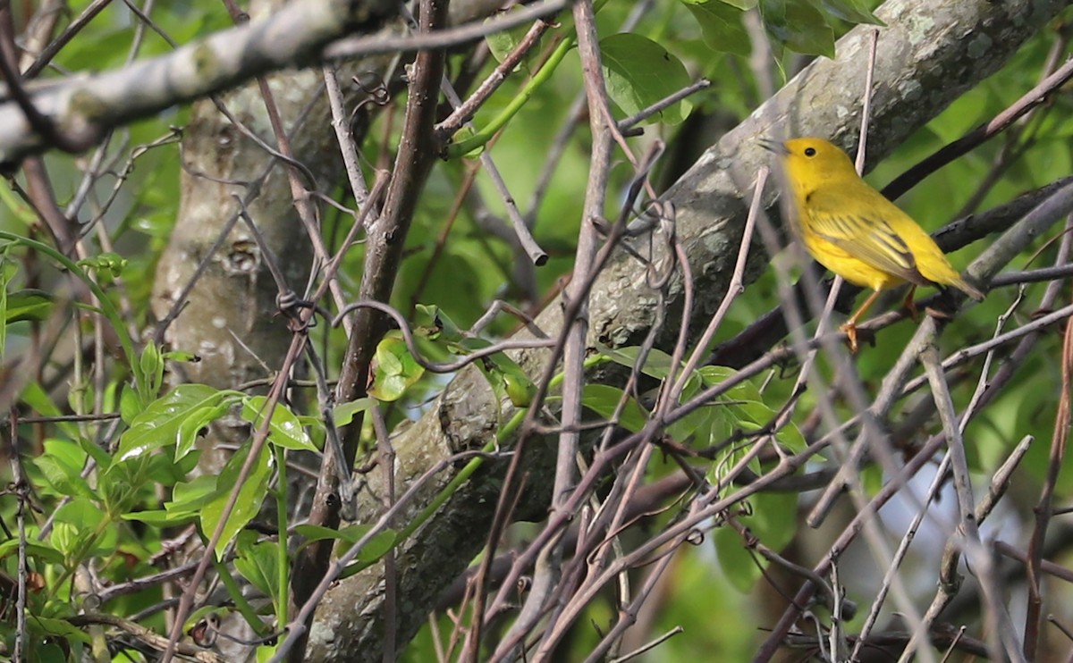 Yellow Warbler (Northern) - ML619823747