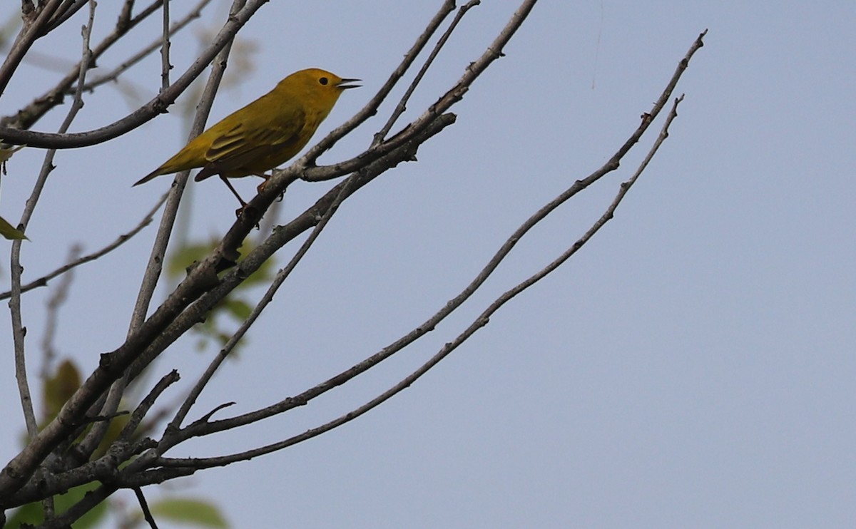 Yellow Warbler (Northern) - ML619823748