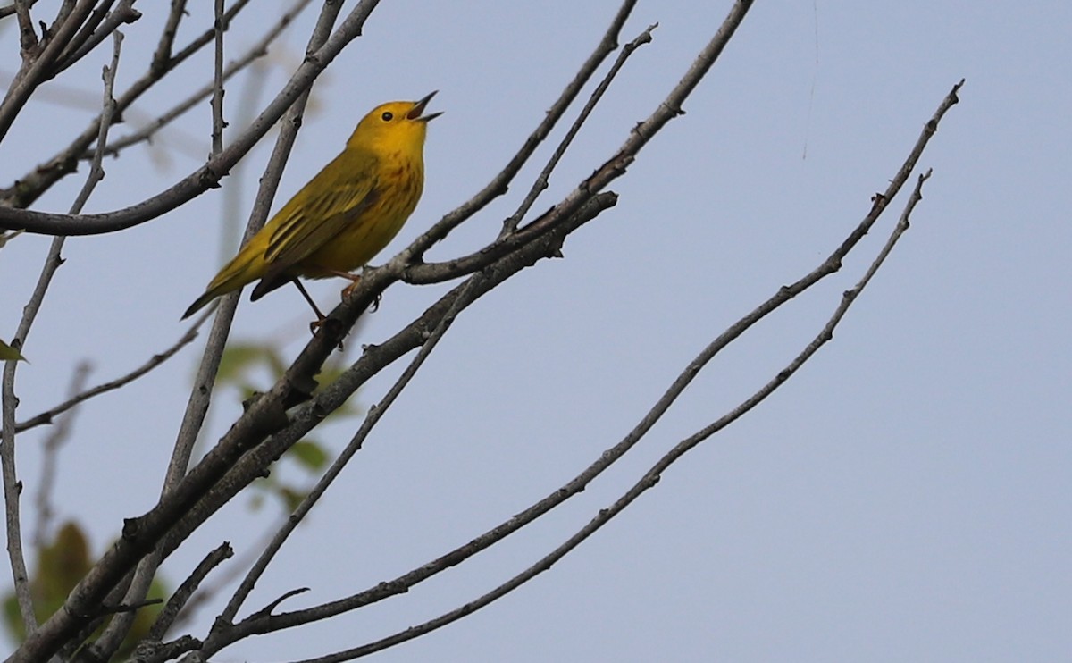 Yellow Warbler (Northern) - ML619823752