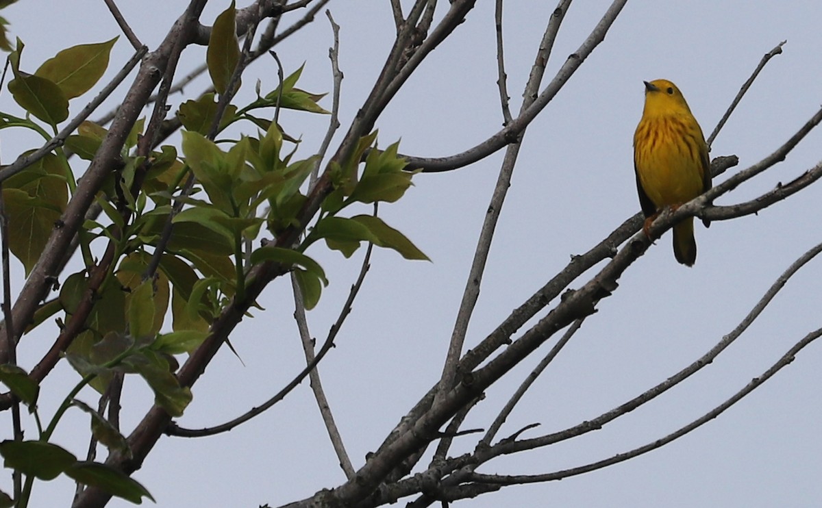 Yellow Warbler (Northern) - ML619823754